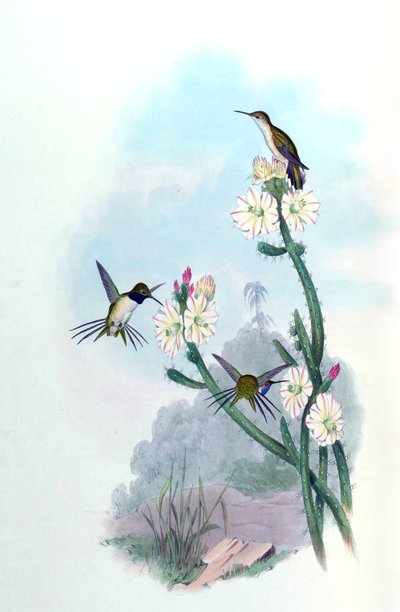 Eulidia yarrellii = Syn by John Gould